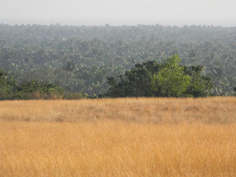 മാടായി പാറ